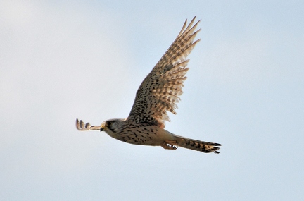 Turmfalke 1