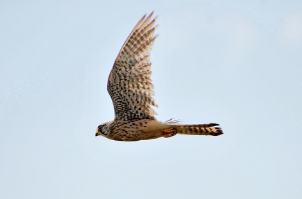 Turmfalke 2