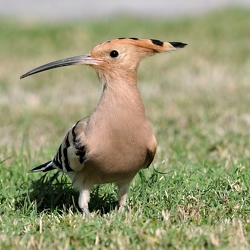 Zugvögel