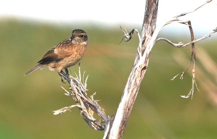 Schwarzkehlchen 2 (Jungvogel ) 