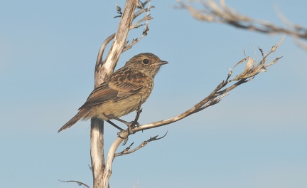 Schwarzkehlchen (Jungvogel)