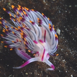 Nudibranch-Schnecken