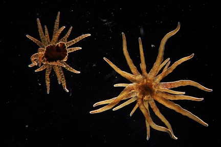 Anemonen 5