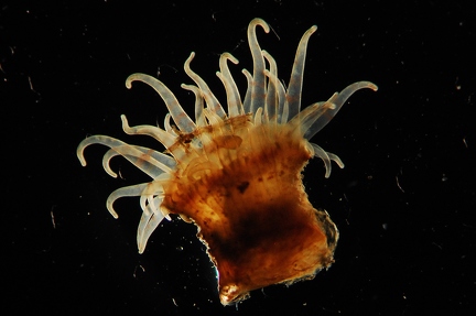 Anemone 3