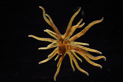 Anemone 1