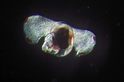 Floating snail
