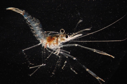 Shrimp 6
