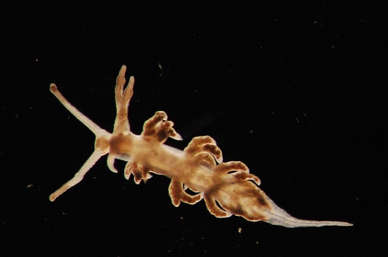 small Aeolid 1,2 mm 2