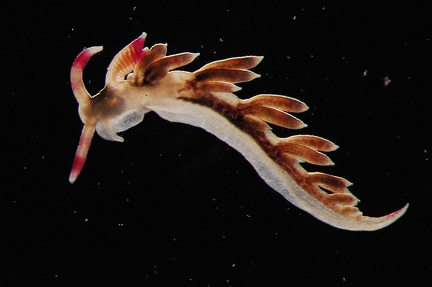 small Aoelid 1,2 mm