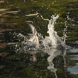 Wasservögel