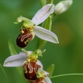 Bienenragwurz 1