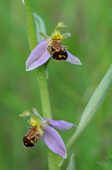 Bienenragwurz 2