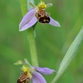 Bienenragwurz 2