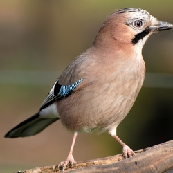 Rabenvögel
