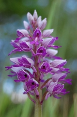 Helmknabenkraut 1