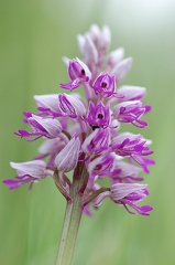 Helmknabenkraut 2