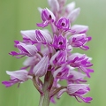 Helmknabenkraut 2
