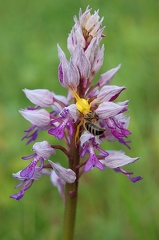 Helmknabenkraut mit Krabbenspinne 1