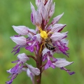 Helmknabenkraut mit Krabbenspinne 1