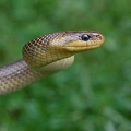 DSC 0040