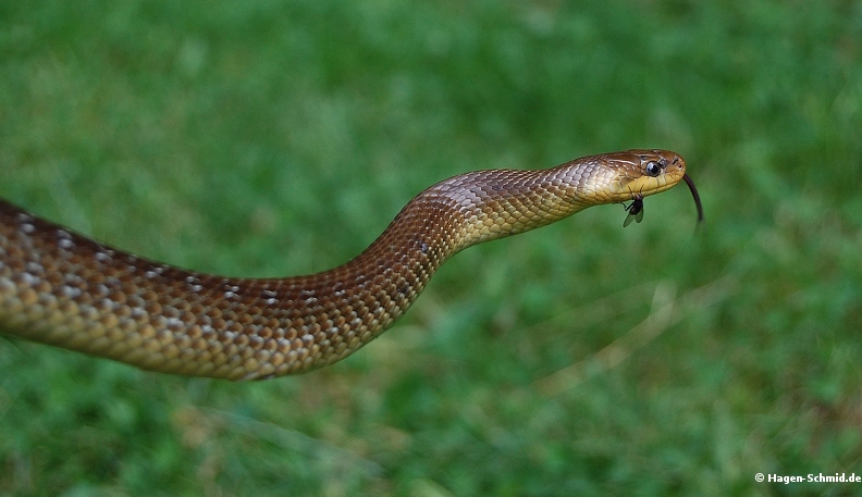 DSC_0044.JPG
