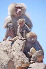 Baboon Familie