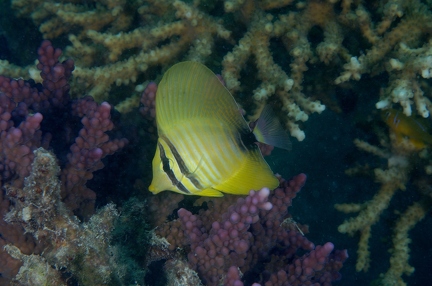 Sailfin 2