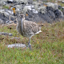 Vögel - Irland