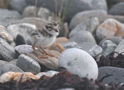 Ringed plover 2 (chick)