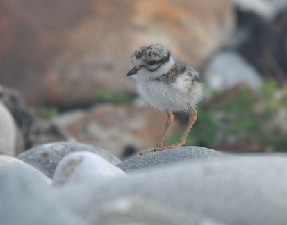 Ringed plover 1 (chick)