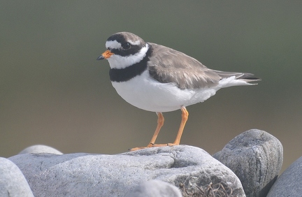 Ringed plover  1