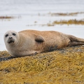 common seal