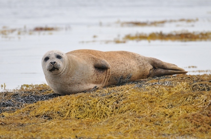 common seal