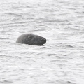 Gray seal