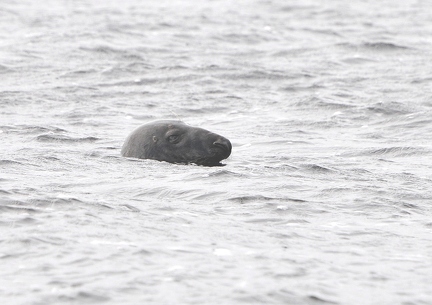 Gray seal