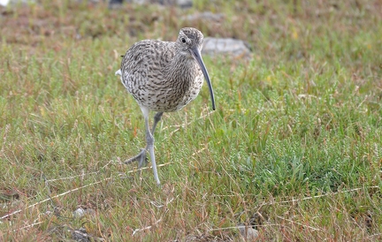 Großer Brachvogel