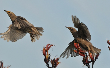 Starling