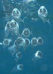 Makrelen beim Plankton fischen