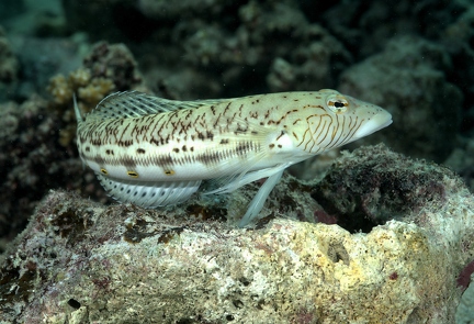 Eidechsenfisch
