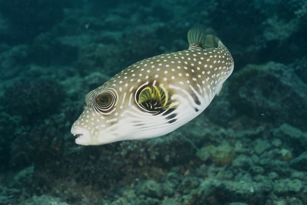 Weißflecken Kugelfisch