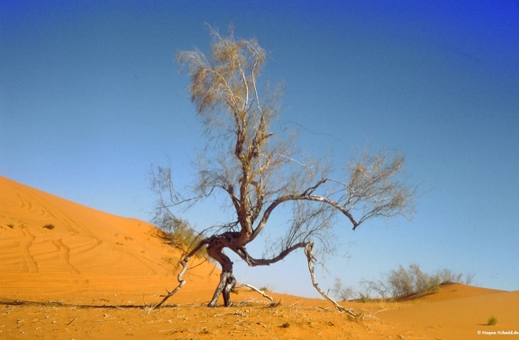 Tamarisk tree in Nafud Desert