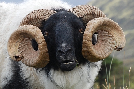 The old Ram