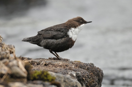 Dipper