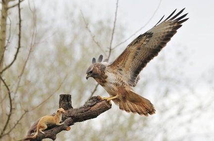 Encounter ( Bussard-Wiesel)
