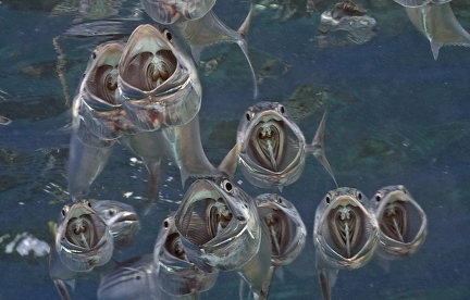 Mackerel feeding