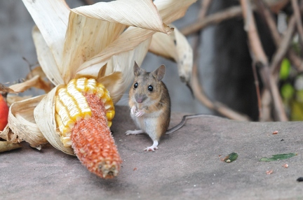 Mouse