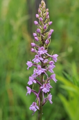 Mücken Händelwurz
