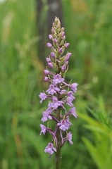 Gymnadenia conopsea