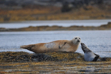 Seal 3 friends