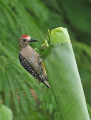 Melanerpes hoffmannii (CR)